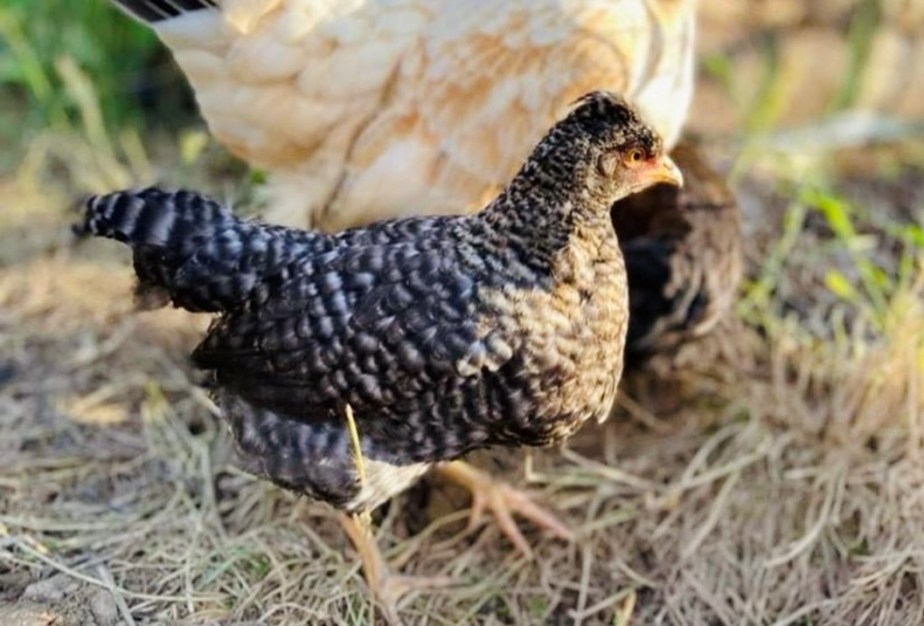 The life and times of&nbsp;Chicken-Geoff